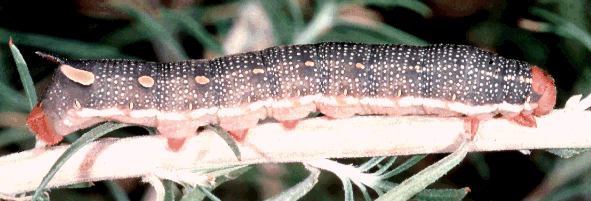 Larva of the natural hybrid Hyles hippophaes hippophaes X Hyles vespertilio, southern France. Photo: © J.-M. Bompar.