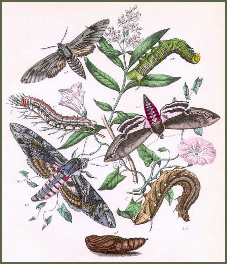 A plate from Kirby (1882), with Hyloicus pinastri (top left), Sphinx ligustri (top right) and Agrius convolvuli (bottom).
