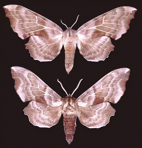 Laothoe amurensis amurensis (female above, male below).