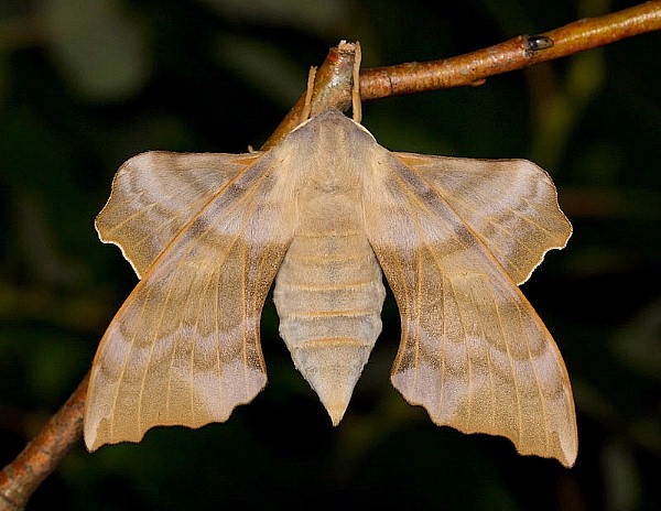 Female Laothoe amurensis amurensis, Siberia, Russia. Photo: © Mark Boddington