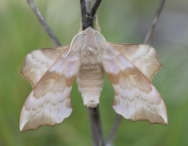 Male Laothoe amurensis amurensis (pale form), Omsk, Siberia, Russia. Photo: © Frank Deschandol