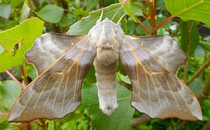 Male Laothoe amurensis amurensis (pale form), Omsk, Siberia, Russia. Photo: © Tony Pittaway.