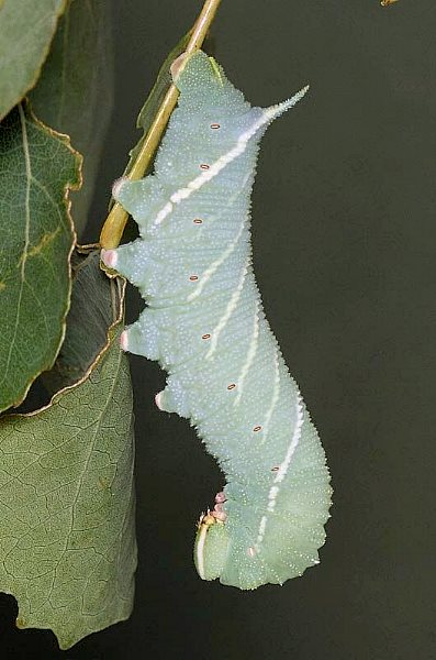 Fourth and final instar blue-green larva of Laothoe amurensis amurensis, Siberia, Russia. Photo: © Mark Boddington