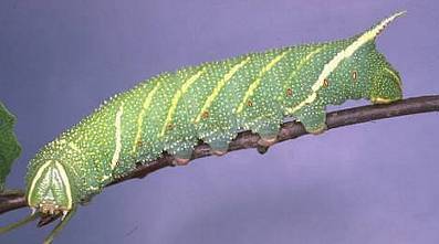 Fourth and final instar yellow-green larvae of Laothoe amurensis amurensis, Finland. Photo: Kimmo Silvonen.