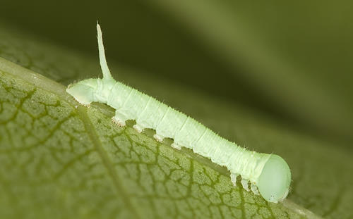 Newly emerged first instar larva of Laothoe amurensis amurensis, Omsk, Siberia, Russia. Photo: © Frank Deschandol.