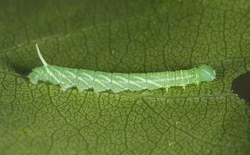 Part-grown first instar larva of Laothoe amurensis amurensis, Siberia, Russia. Photo: © Jean Haxaire.