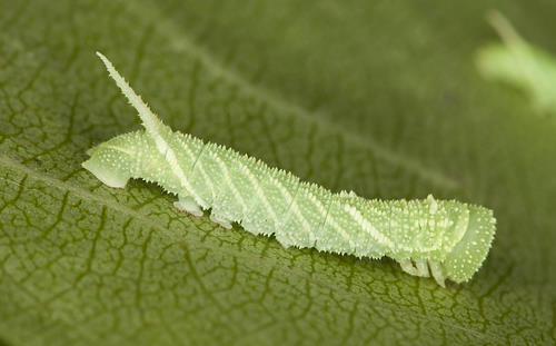 Second instar larva of Laothoe amurensis amurensis, Omsk, Siberia, Russia. Photo: © Frank Deschandol.