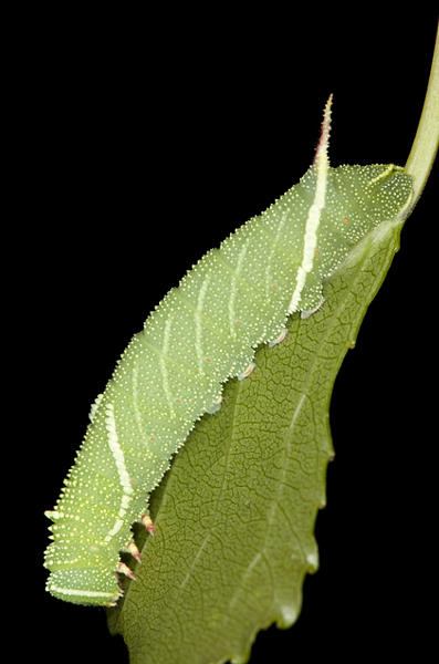 Third instar larva of Laothoe amurensis amurensis, Omsk, Siberia, Russia. Photo: © Frank Deschandol.