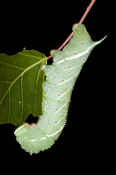 Fourth and final instar larva of Laothoe amurensis amurensis, Omsk, Siberia, Russia. Photo: © Frank Deschandol.