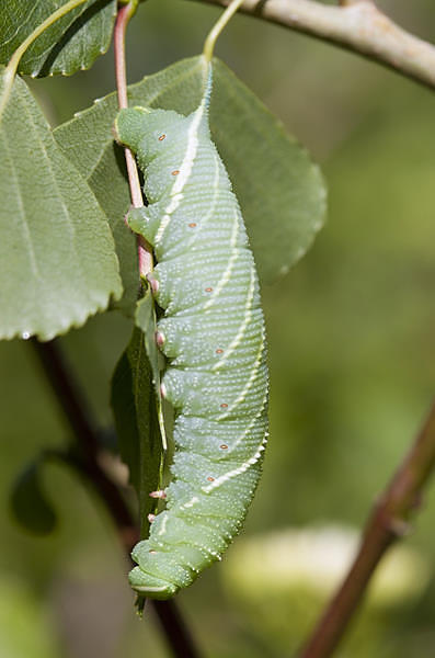 Fourth and final instar larva of Laothoe amurensis amurensis, Omsk, Siberia, Russia. Photo: © Frank Deschandol.