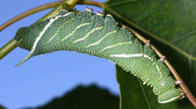 Fourth and final instar blue-green larva of Laothoe amurensis amurensis, Siberia, Russia. Photo: © Jean Haxaire.