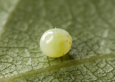 Egg of Laothoe amurensis amurensis, Omsk, Siberia, Russia. Photo: © Frank Deschandol.