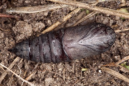 Female pupa of Laothoe amurensis amurensis, Omsk, Siberia, Russia. Photo: © Frank Deschandol.