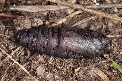 Female pupa of Laothoe amurensis amurensis, Omsk, Siberia, Russia. Photo: © Frank Deschandol.