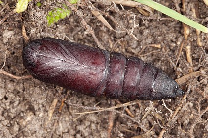 Male pupa of Laothoe amurensis amurensis, Omsk, Siberia, Russia. Photo: © Frank Deschandol.