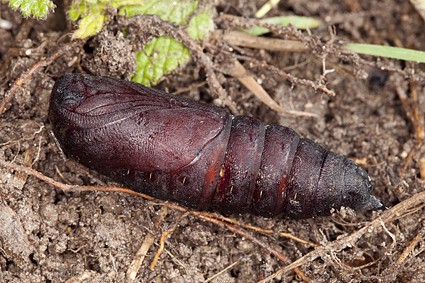 Male pupa of Laothoe amurensis amurensis, Omsk, Siberia, Russia. Photo: © Frank Deschandol.