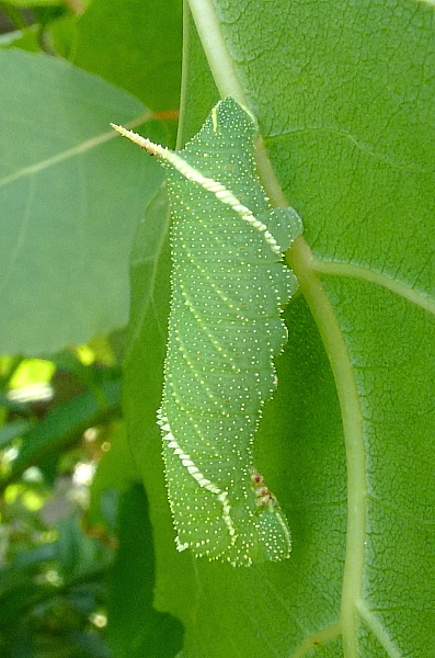 Third instar larva of Laothoe amurensis amurensis, Siberia, Russia. Photo: © Tony Pittaway.