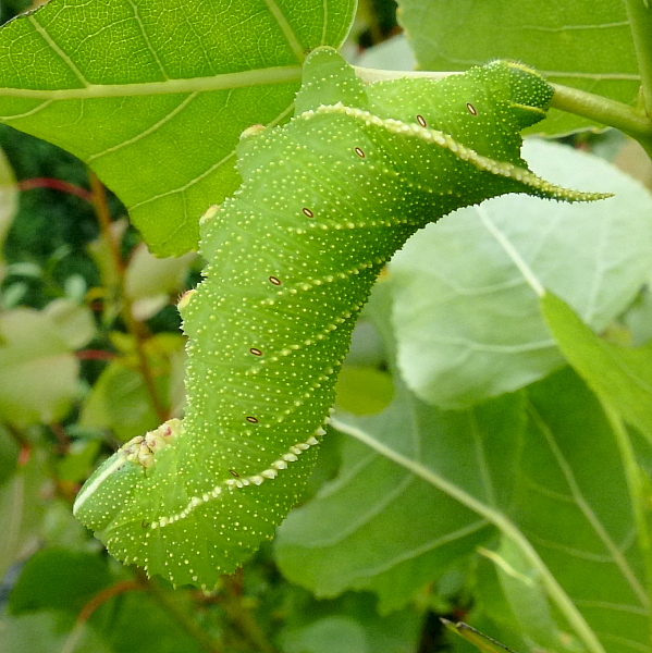 Final instar yellow-green larva of Laothoe amurensis amurensis, Siberia, Russia. Photo: © Tony Pittaway.