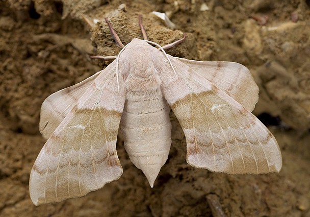 Female Laothoe austauti (upperside), Dadés Gorge, Morocco. Photo: © Frank Deschandol.