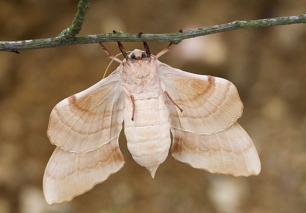 Female Laothoe austauti (underside), Dadés Gorge, Morocco. Photo: © Frank Deschandol.