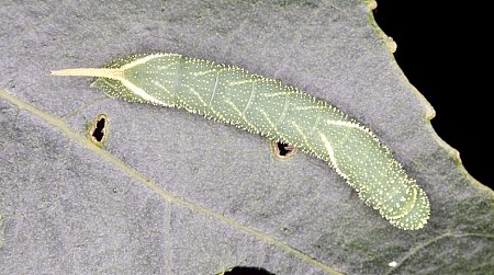 Second instar larva of Laothoe austauti, Dadés Gorge, Morocco. Photo: Frank Deschandol.