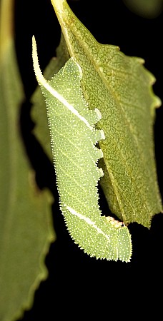 Third instar larva of Laothoe austauti, Dadés Gorge, Morocco. Photo: Frank Deschandol.