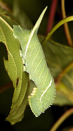 Fourth instar larva of Laothoe austauti, Dadés Gorge, Morocco. Photo: Frank Deschandol.