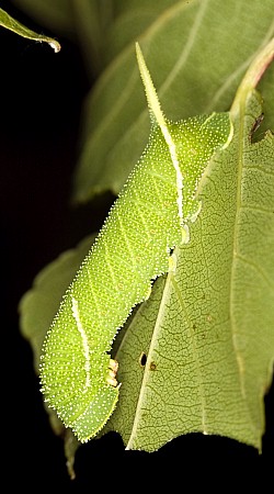 Fourth instar larva of Laothoe austauti, Dadés Gorge, Morocco. Photo: Frank Deschandol.