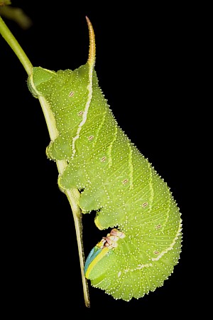 Final instar larva of Laothoe austauti, Morocco. Photo: Frank Deschandol.