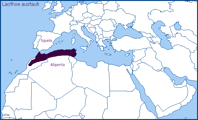 Global distribution of Laothoe austauti. Map: © Tony Pittaway.