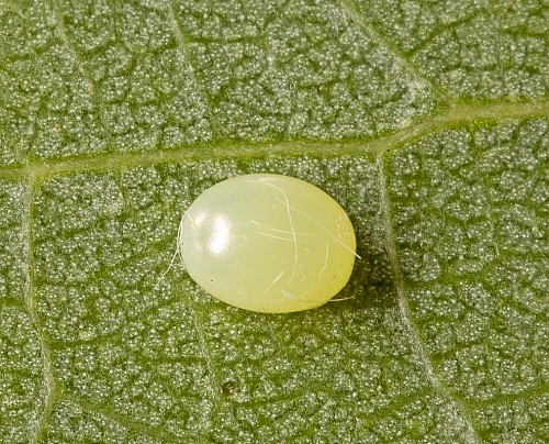 Egg of Laothoe austauti, Dadés Gorge, Morocco. Photo: © Frank Deschandol.