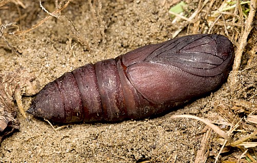 Pupa of Laothoe austauti, Dadés Gorge, Morocco. Photo: Frank Deschandol.