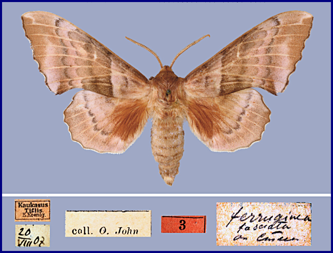 Male Laothoe populeti caucao, Tbilisi, Republic of Georgia, 20.viii.1907. HOLOTYPE. Photo: © Vadim Zolotuhin.