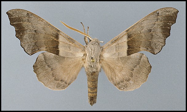 Male Laothoe philerema, Tigrovaja Balka Reserve, Tajikistan.