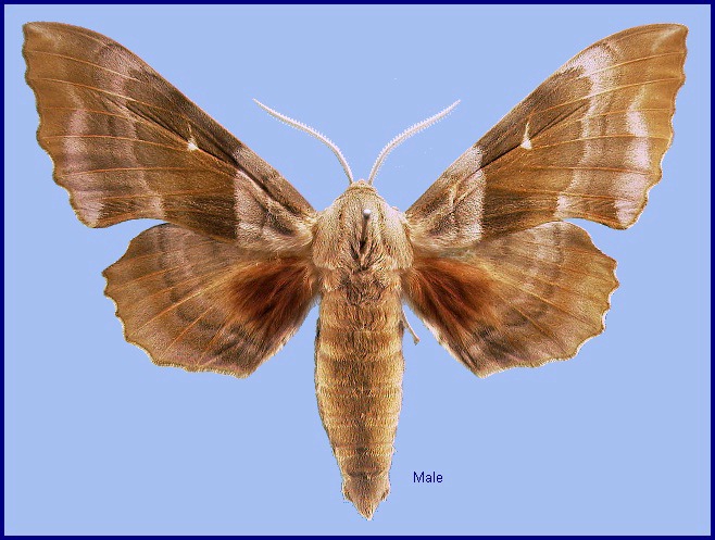 Male Laothoe populeti populeti, Turkey. Photo: © NHMUK.