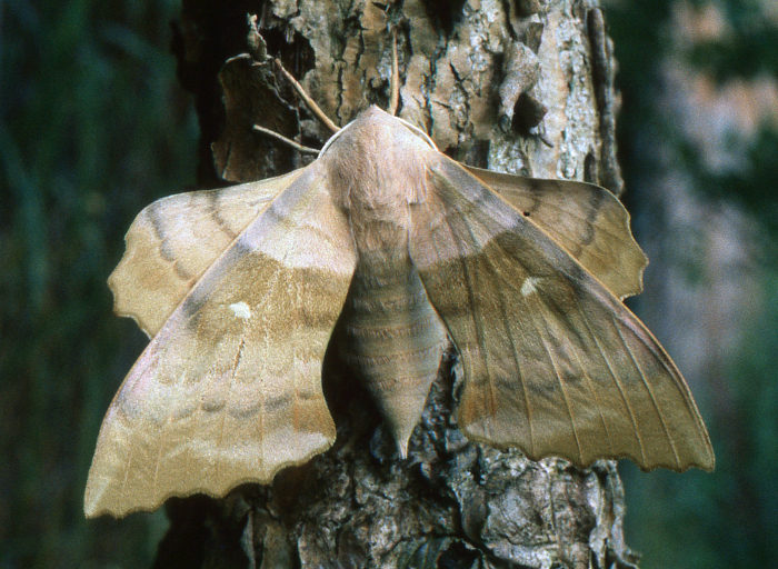 Female Laothoe populeti populeti, Hakkari, Turkey. Photo: © Tony Pittaway.