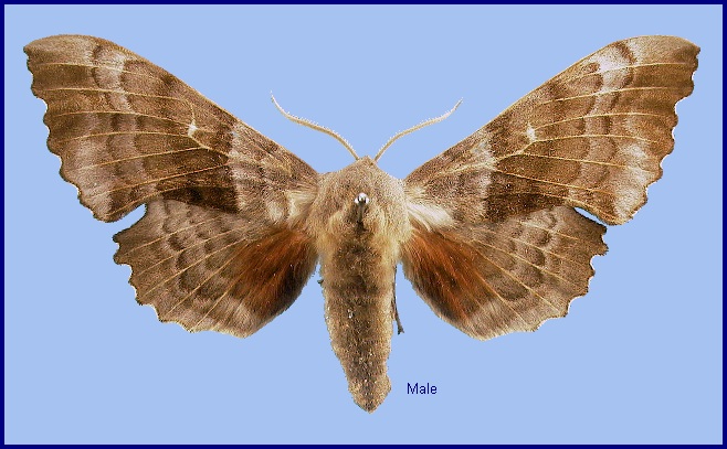 Male Laothoe populi populi. Photo: © NHMUK