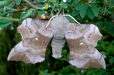 Typical male form of Laothoe populi populi, Oxfordshire, England. Photo: © Tony Pittaway