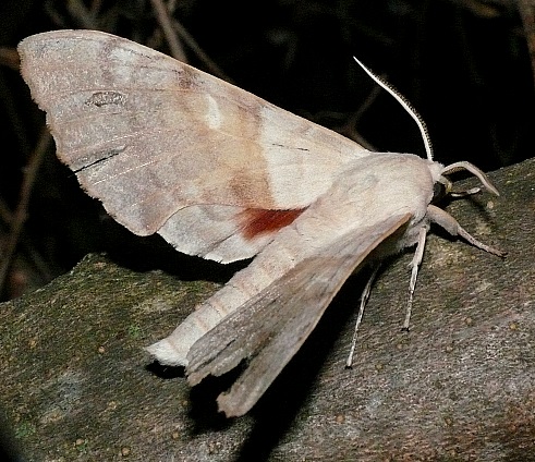 Male Laothoe populi populi, Finca la Molina, near Casares, southern Spain. Photo: © Dave Grundy.