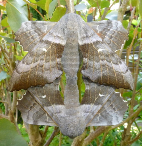 Mating pair of Laothoe populi populi, Oxfordshire, England, 17.v.2015. Photo: © Tony Pittaway