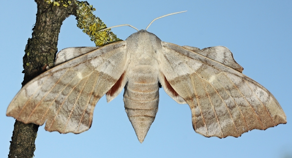 Female Laothoe populi populi, 5 km N of Boniche, Castilla de la Mancha, Andalucia, southern Spain, 1300m, 18.vi.2015. Photo: © Jean Haxaire.