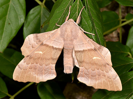 Male Laothoe populi populi (possibly L. austauti), 'Huerte Grande', Pelayo, Parque Natural del Estrecho, southern Spain, 8.ix.2016. Photo: © Paul Brock.