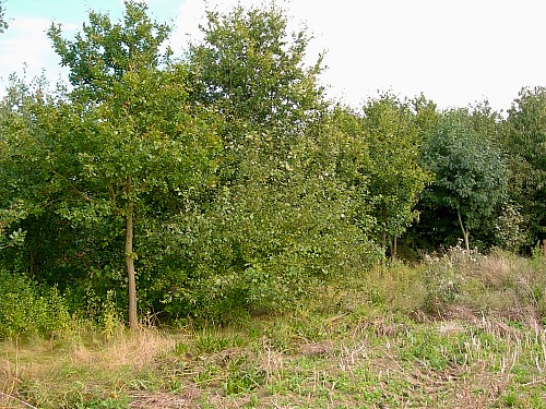 Typical habitat of Laothoe populi, Oxfordshire, England. Photo: © Tony Pittaway