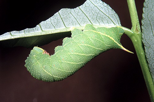 Full-grown green form larva of Laothoe populi populi, Oxfordshire, England. Photo: © Tony Pittaway.