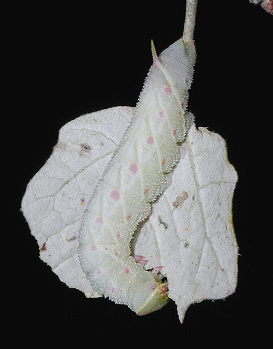 Full-grown white form larva of Laothoe populi populi. Photo: © Mark Boddington.