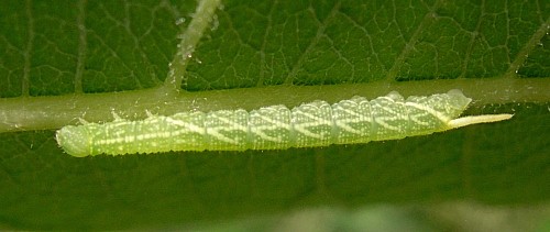 First instar larva of Laothoe populi populi, Oxfordshire, England. Photo: © Tony Pittaway.