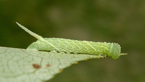 Third instar larva of Laothoe populi populi, Oxfordshire, England. Photo: © Tony Pittaway.