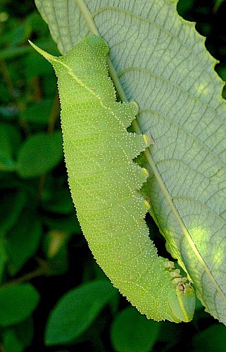 Full-grown green form larva of Laothoe populi populi, Oxfordshire, England. Photo: © Tony Pittaway.
