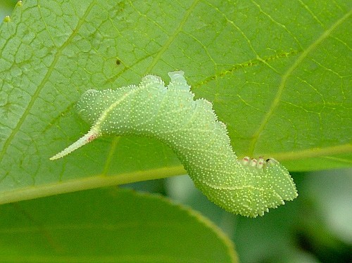 Fourth instar larva of Laothoe populi populi, Oxfordshire, England. Photo: © Tony Pittaway.