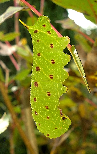 Full-grown spotted green form larva of Laothoe populi populi, Oxfordshire, England. Photo: © Tony Pittaway.
